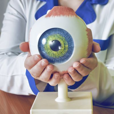 Optometrist holding a medical model of an eyeball.